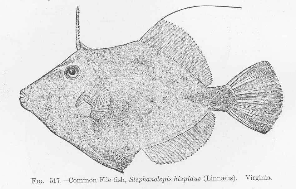 Image of Stephanolepis