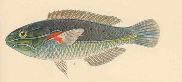 Image of Wrasses