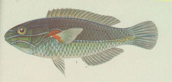 Image of Wrasses