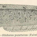 Imagem de Stichaeus punctatus (Fabricius 1780)