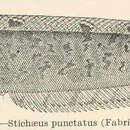 Stichaeus punctatus (Fabricius 1780)的圖片