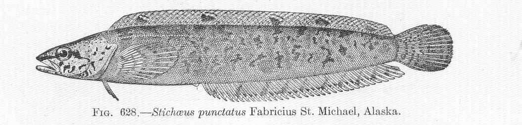 Image of pricklebacks