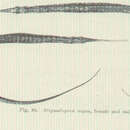 Слика од Stigmatopora argus (Richardson 1840)