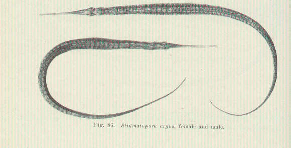 صورة Stigmatopora