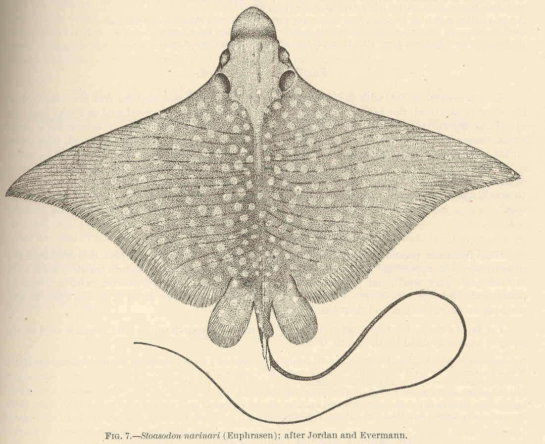 Image of Black eagle ray