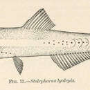 Слика од Anchoa lyolepis (Evermann & Marsh 1900)