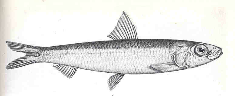 Image of Anchovy