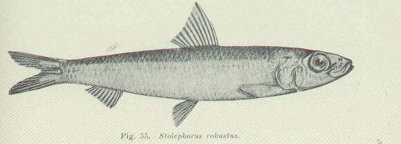 Image de Stolephorus