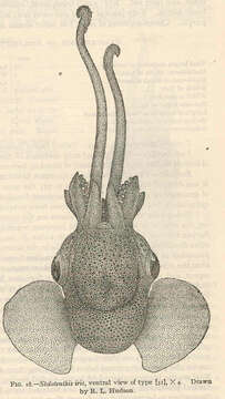 Imagem de Iridoteuthis Naef 1912