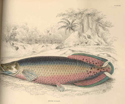 Image of Arapaima