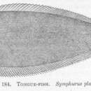 Слика од Symphurus plagiusa (Linnaeus 1766)