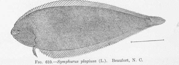 Symphurus resmi