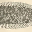 Image of Symphurus undatus Gilbert 1905