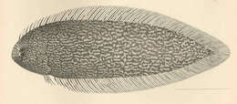Image of Symphurus undatus Gilbert 1905