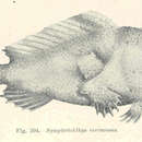 Image of Warty anglerfish
