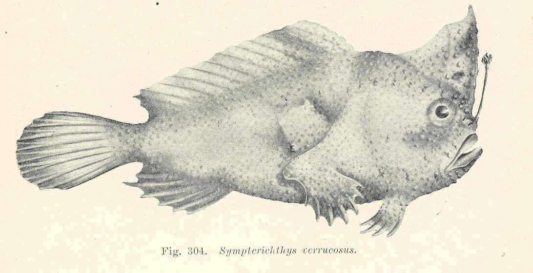 Image of Thymichthys