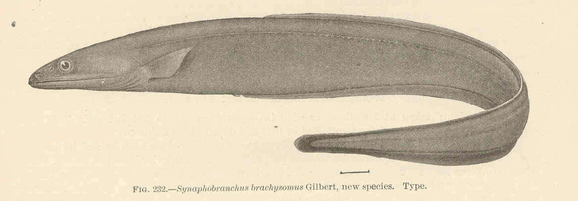 Image of cutthroat eels