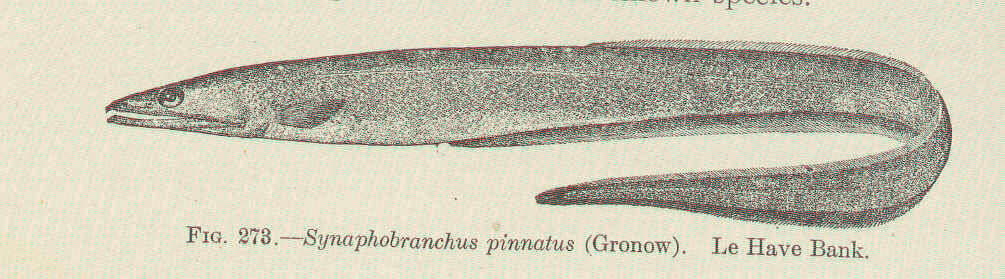 Image of cutthroat eels