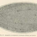 Image of Brachirus sorsogonensis (Evermann & Seale 1907)