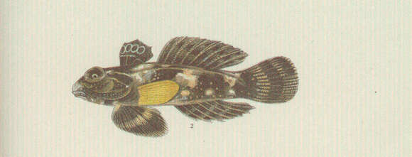 Image of Neosynchiropus