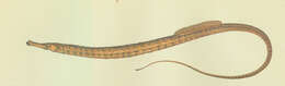 Image of Syngnathoidei