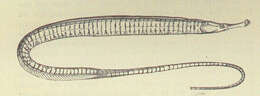 Image of Syngnathoidei