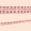 Image of Pug-nosed pipefish