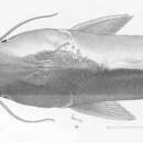 Imagem de Cathorops fuerthii (Steindachner 1876)