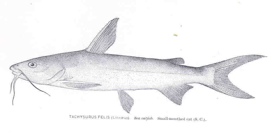 Image of naked catfish