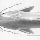 Image of Steindachner&#39;s sea catfish