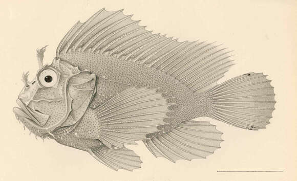 Image of Taenianotus