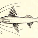 Image of Slobbering catfish