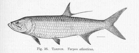 Image of tarpon