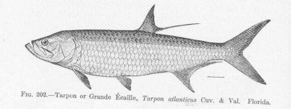 Image of tarpon