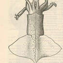 Image of Onychoteuthis compacta (Berry 1913)