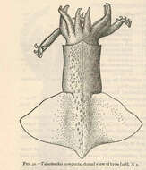Image of Onychoteuthidae Gray 1847