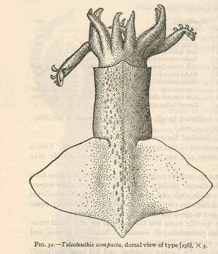 Imagem de Onychoteuthis Lichtenstein 1818