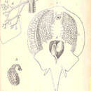 Image of Electric ray