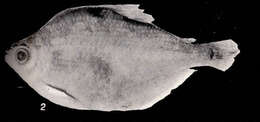 Image of tetras