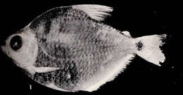 Image of tetras