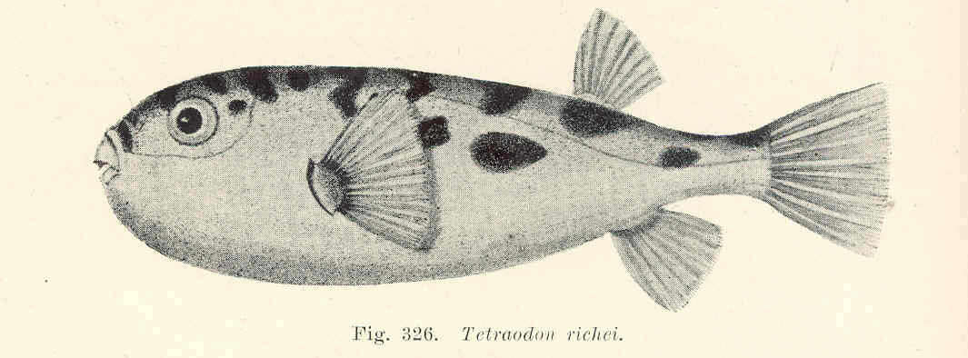 Image of Tetraodon