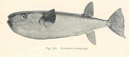 Image of Tetraodon