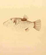 Image of Bennett's Pufferfish