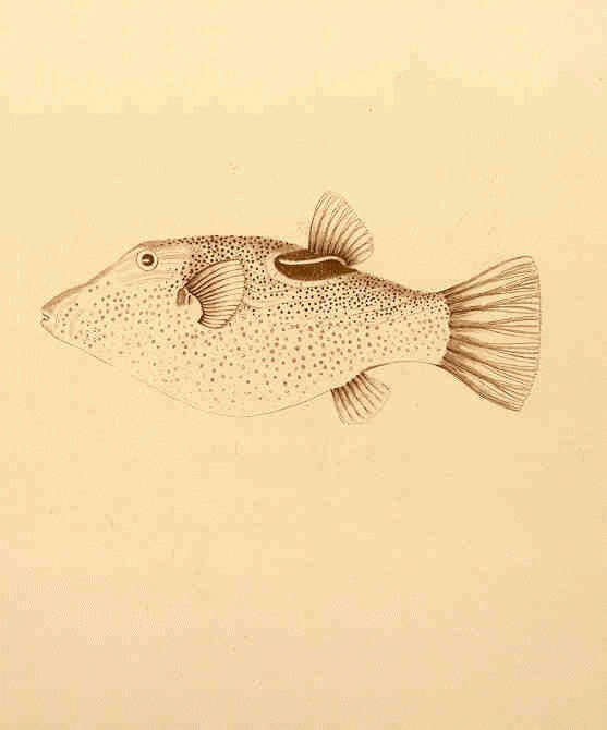 Image of Bennett's Pufferfish