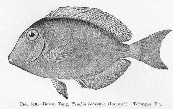 Imagem de Acanthurus bahianus Castelnau 1855