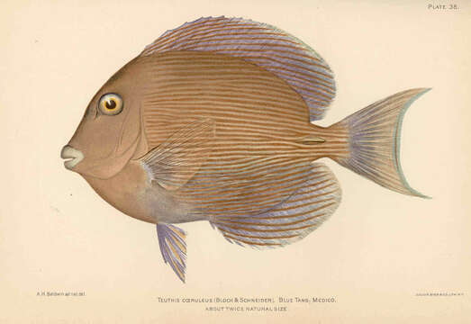 Imagem de Acanthurus bahianus Castelnau 1855