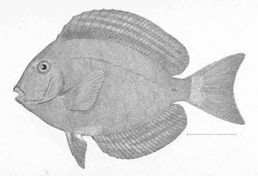 Image of Cuvier's Surgeonfish