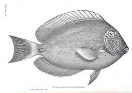 Imagem de Acanthurus dussumieri Valenciennes 1835