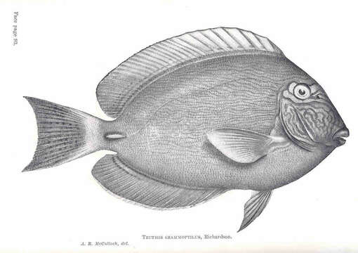 Image of Dussumier's Surgeonfish