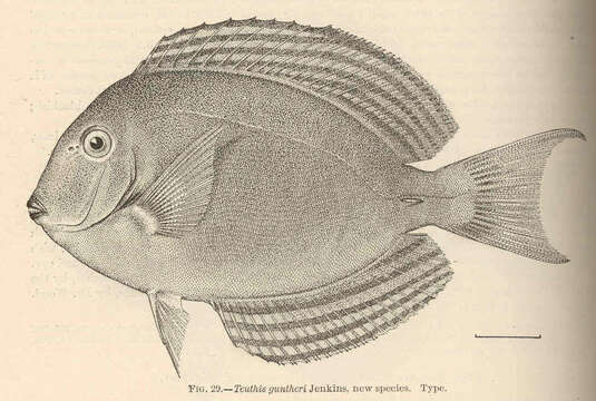 Image of Cuvier's Surgeonfish